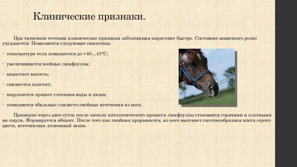 Болезнь лошадей 3. Инфекционные болезни лошадей Юров. Вирусная ринопневмония лошадей презентация. Случная болезнь лошадей презентация. Характеристика болезни САП лошадей.