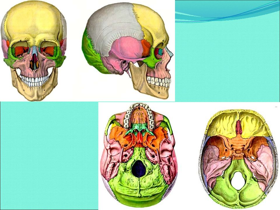 Развитие черепа в онтогенезе. Возрастные изменения черепа. Возрастные изменения черепа человека. Возрастные изменения черепа анатомия.