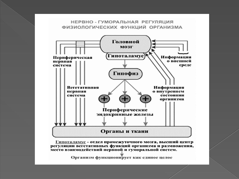 Класс гуморальная регуляция