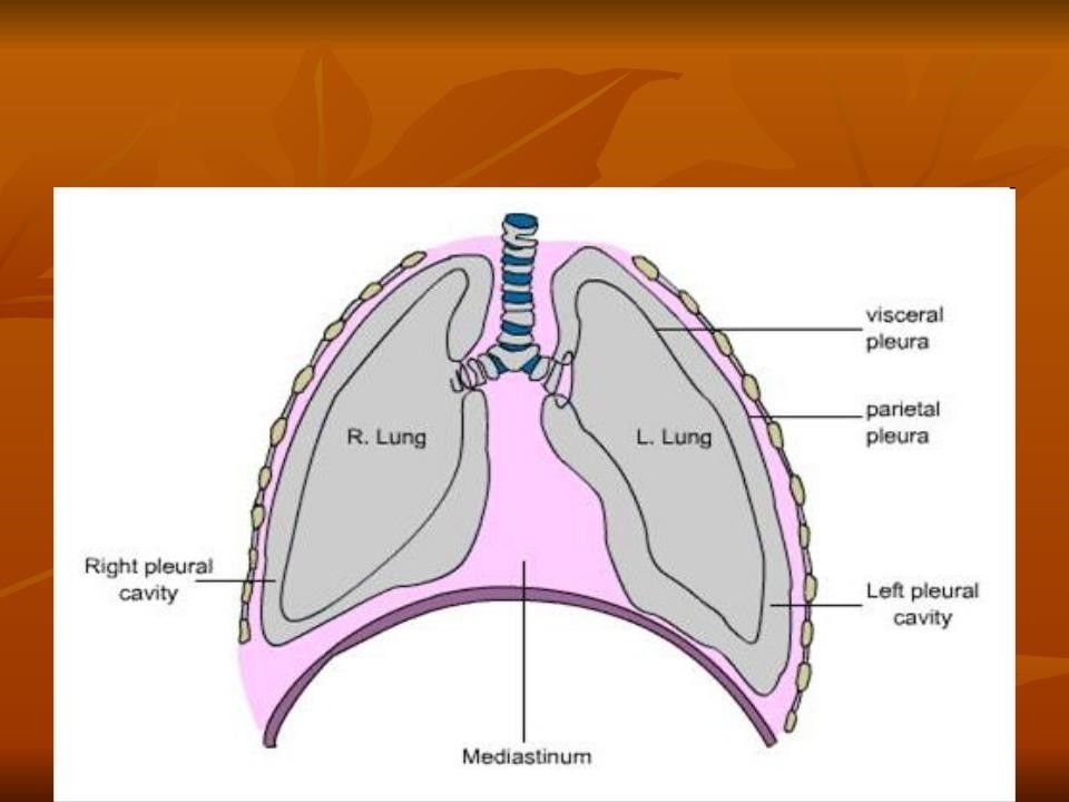 Дыхательные тесты легких. Плевральные синусы. Строение плевральной полости. Специальные дыхательные органы у растений. Строение органов дыхания верблюда.