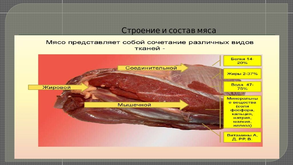 Строение и состав мяса