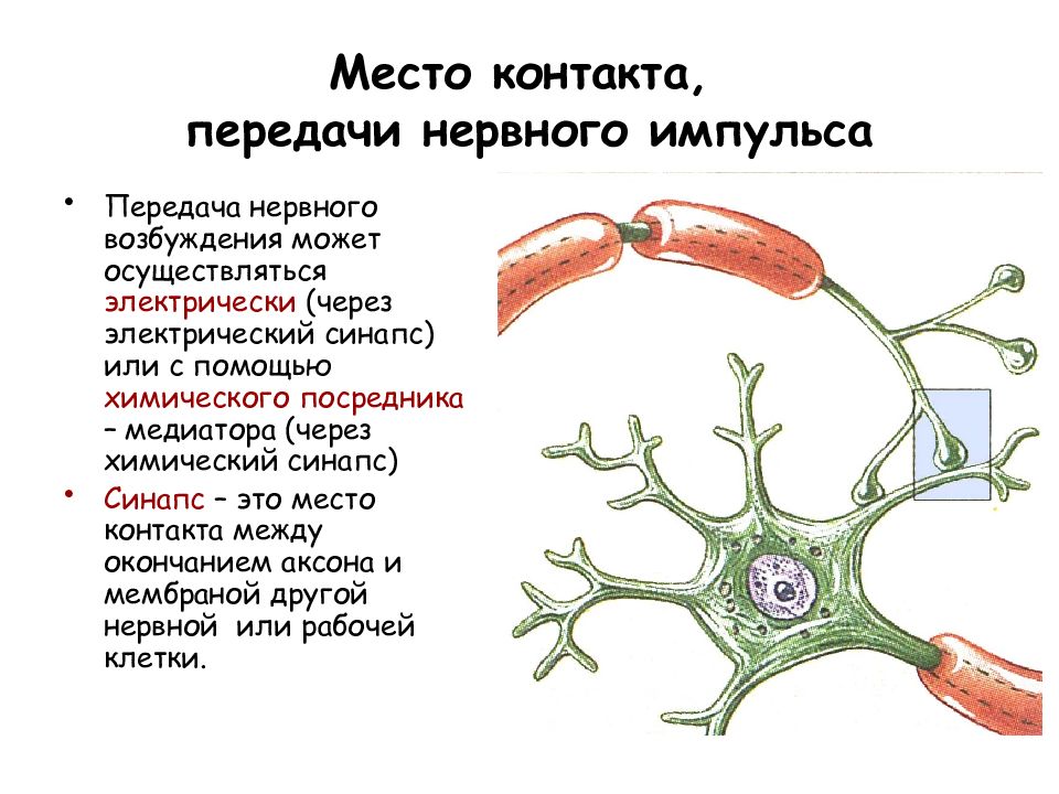 Движение нервного импульса презентация