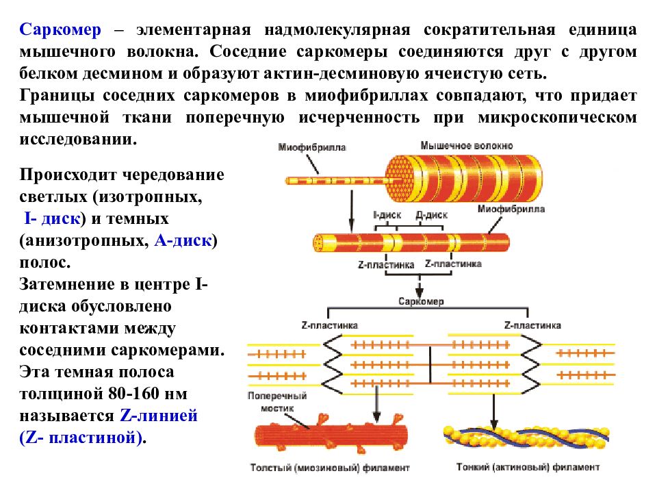 Саркомер рисунок физиология