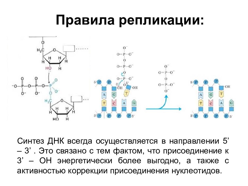 Синтез днк. Синтез нуклеиновых кислот. Строение синтеза нуклеиновых кислот. Синтез нуклеиновых кислот происходит из. Общее представление о химическом синтезе ДНК..