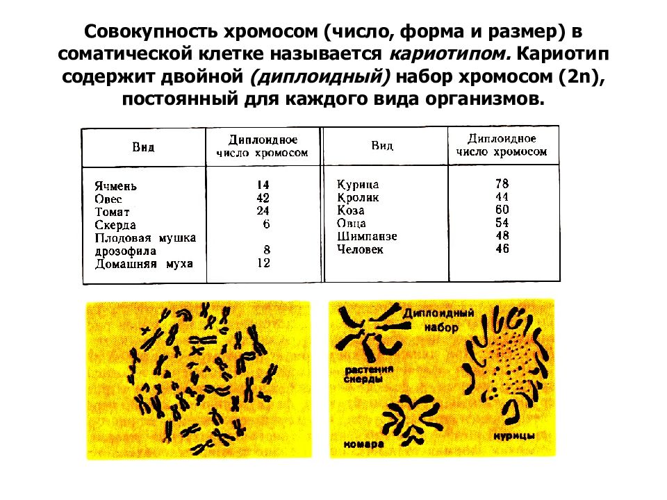 Графическое изображение хромосом называется