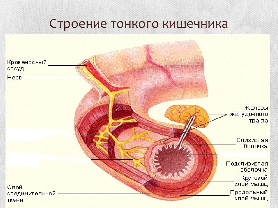 Отделы тонкого кишечника. Кишечник человека состоит из.