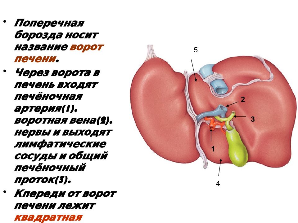 Печень презентация по анатомии