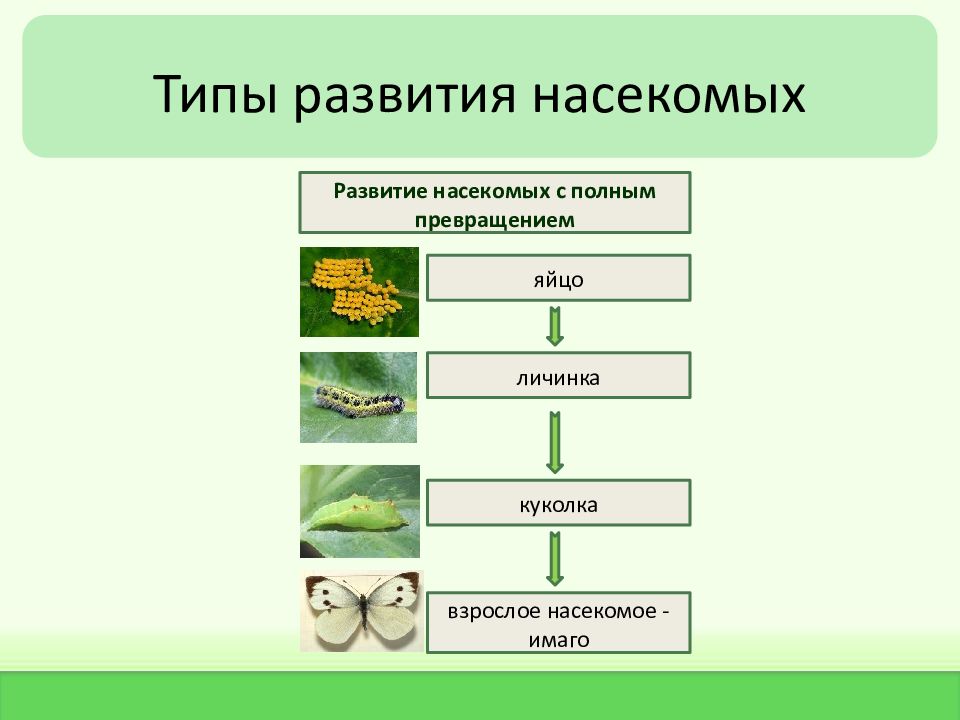 План конспект насекомые с полным превращением