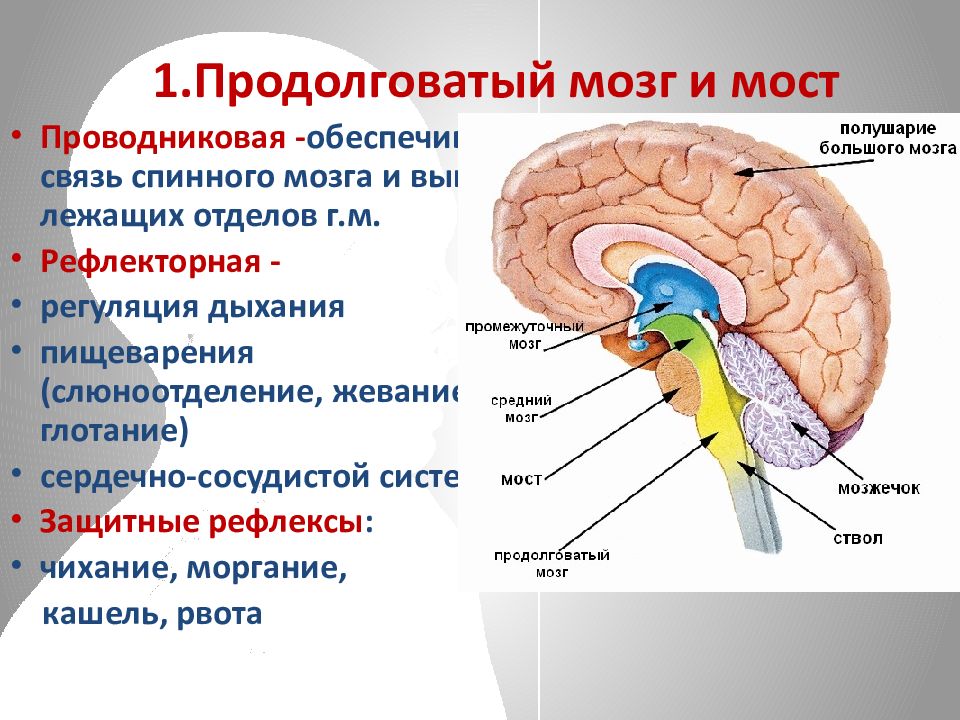 Продолговатый мозг входит в состав. Продолговатый мозг. Продолговатый мозг рисунок. Продолговатый мозг картинка. Продолговатый мозг и спинной мозг.