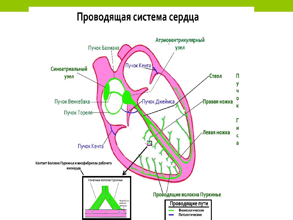 Проводящая система сердца схема. Проводящая система сердца узлы пучки волокна. Составляющие проводящей системы сердца. Схема узлов и Пучков проводящей системы сердца. Проводящая система сердца пучки.