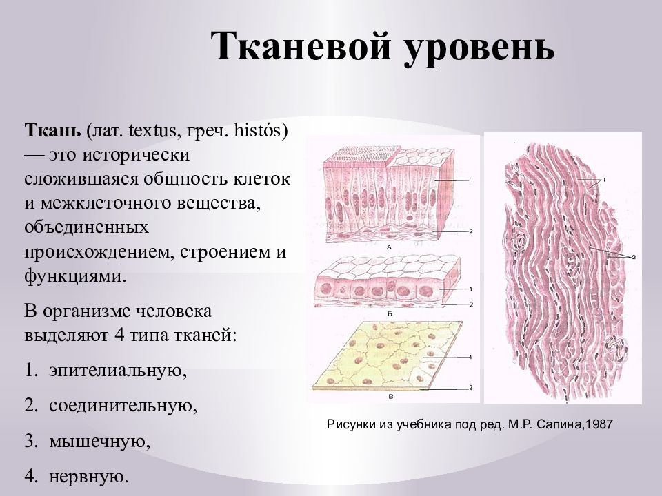 Уровни тканей. Тканевый уровень. Тканевый уровень организации жизни. Тканевый уровень жизни. Проявление старения на тканевом уровне.