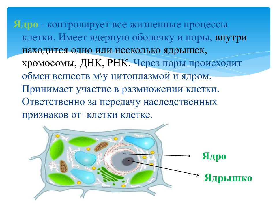 Клетка организма какого царства изображена на рисунке обоснуйте свой ответ какая структура