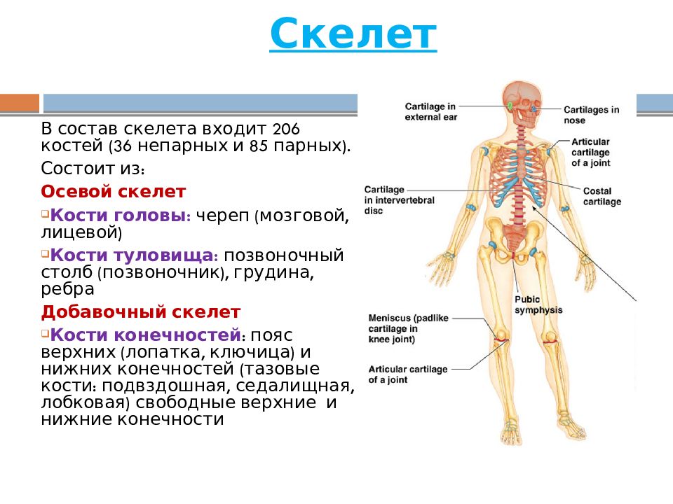 Костная система презентация