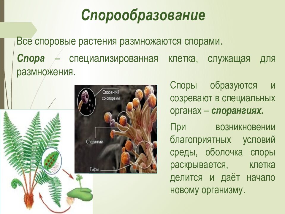 Спорообразование