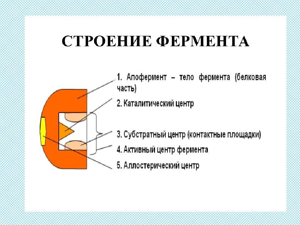 Строение ферментов. Строение сложного фермента. Состав ферментов. Строение простых ферментов. Строение молекулы фермента.