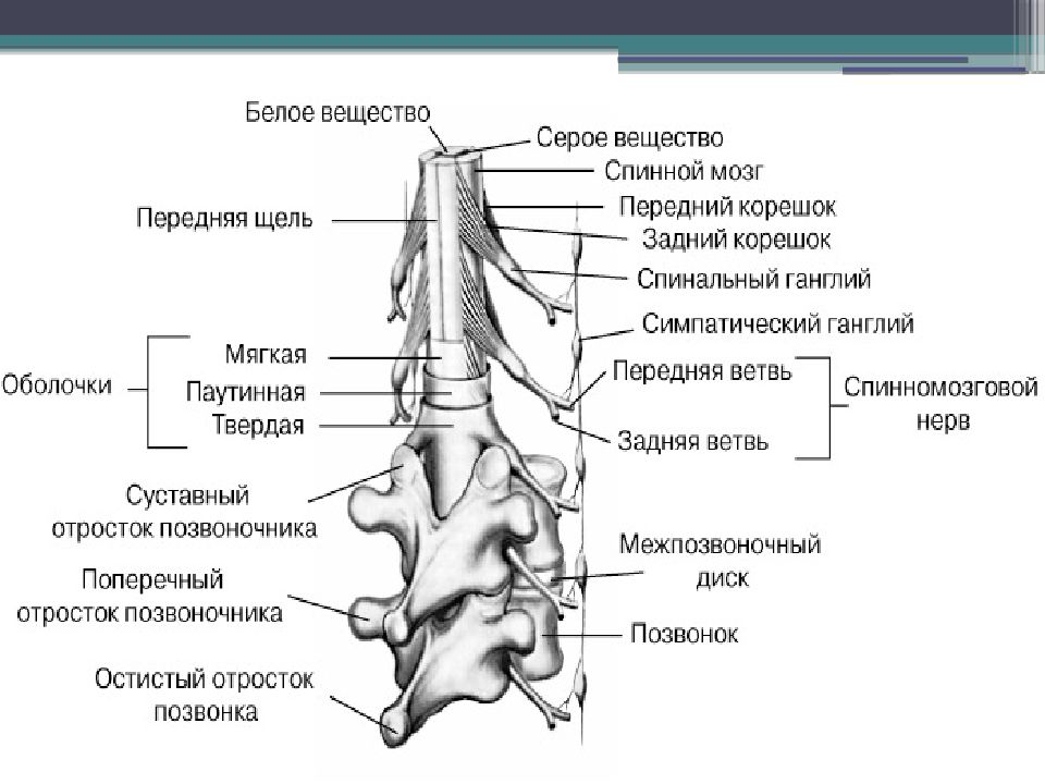 Периферическая нервная система лекция. Нервные отростки позвоночника на схеме. Периферическая нервная система презентация по анатомии. Гайворонский анатомия периферической нервной системы. Корешки периферической НС.