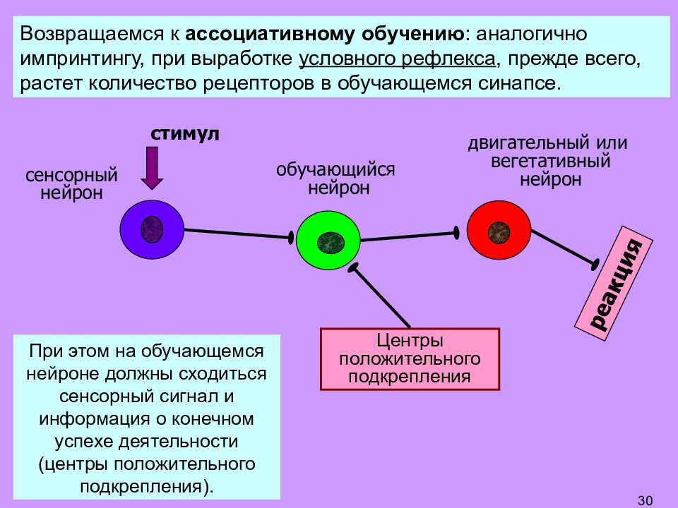 Память презентация по физиологии