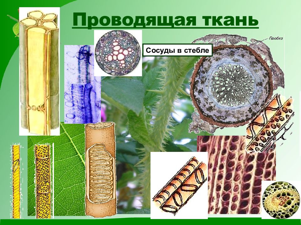 Проводящая ткань растений в состав которой. Ткани растений. Проводящая ткань. Проводящие ткани растений. Проводящие ткани растений 6 класс биология.