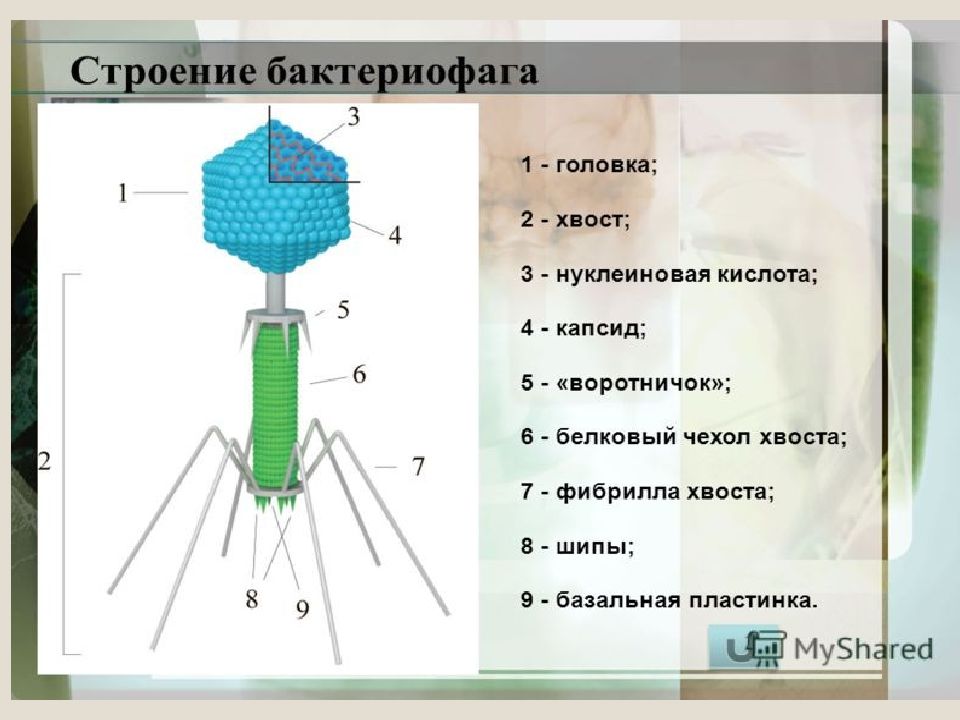 Тест по теме вирусы. Тест по теме вирусы