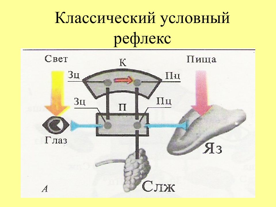 Выберите картинку на которой представлен условный рефлекс