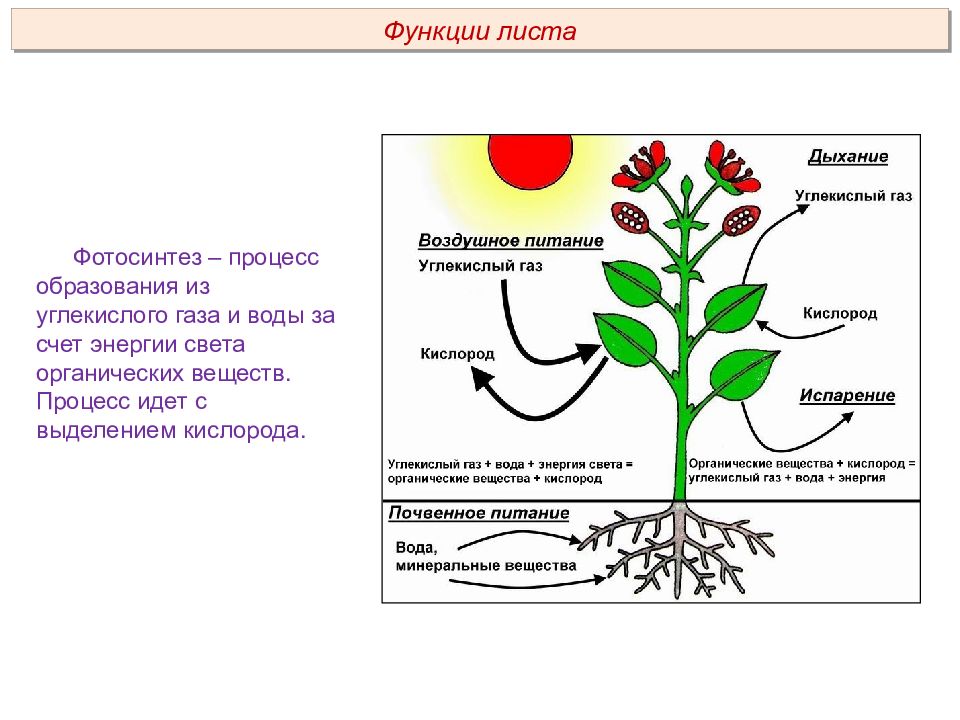 Строение растений кратко и понятно. Физиологические процессы растений. Анатомия и морфология растений. Анатомия и физиология растений. Физиология и морфология растений.