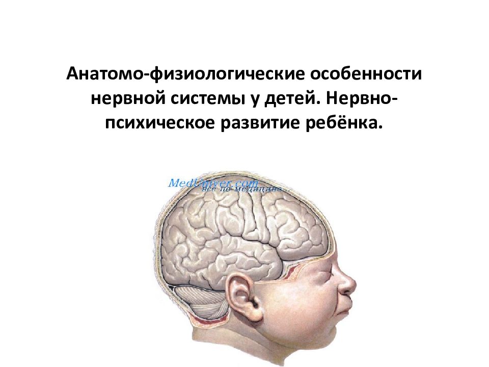 Презентация на тему возрастные особенности нервной системы