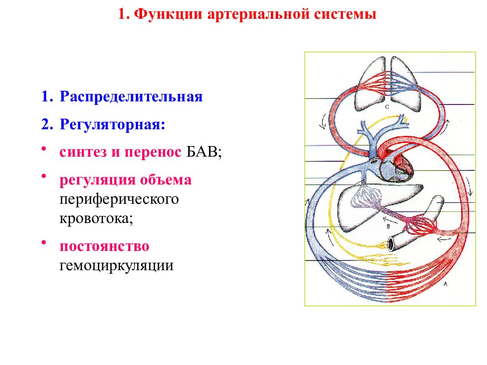 Презентация артериальная система