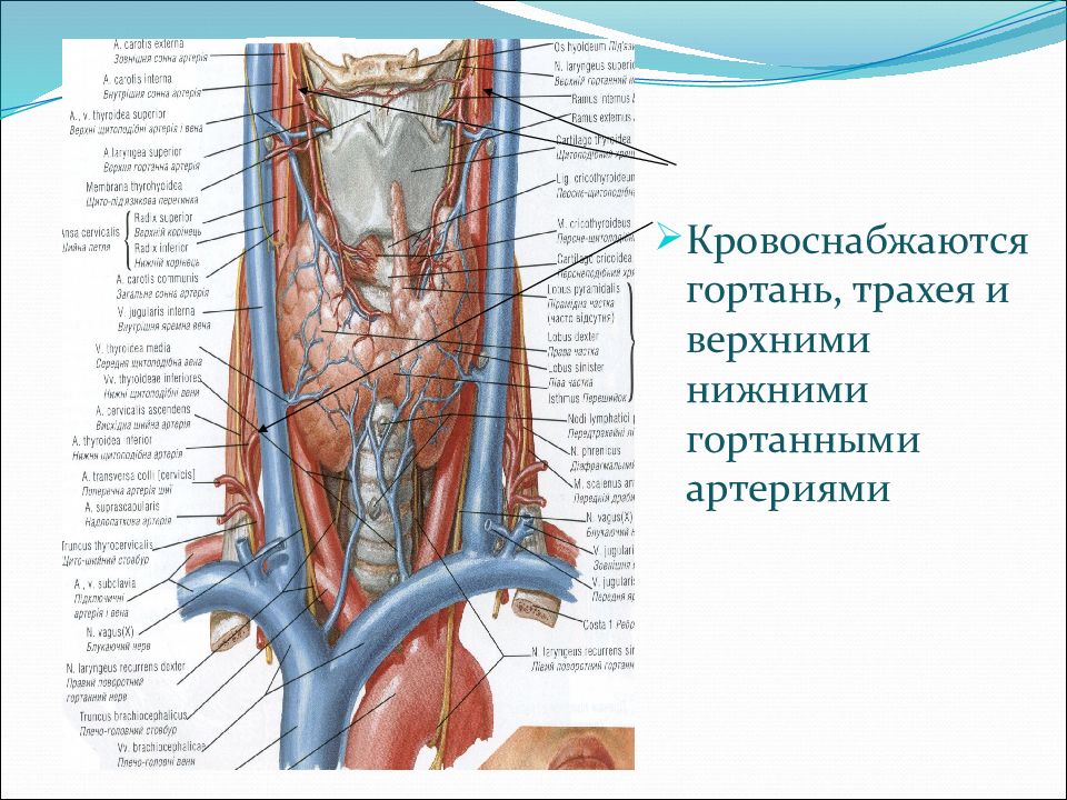 Строение шеи человека спереди в картинках