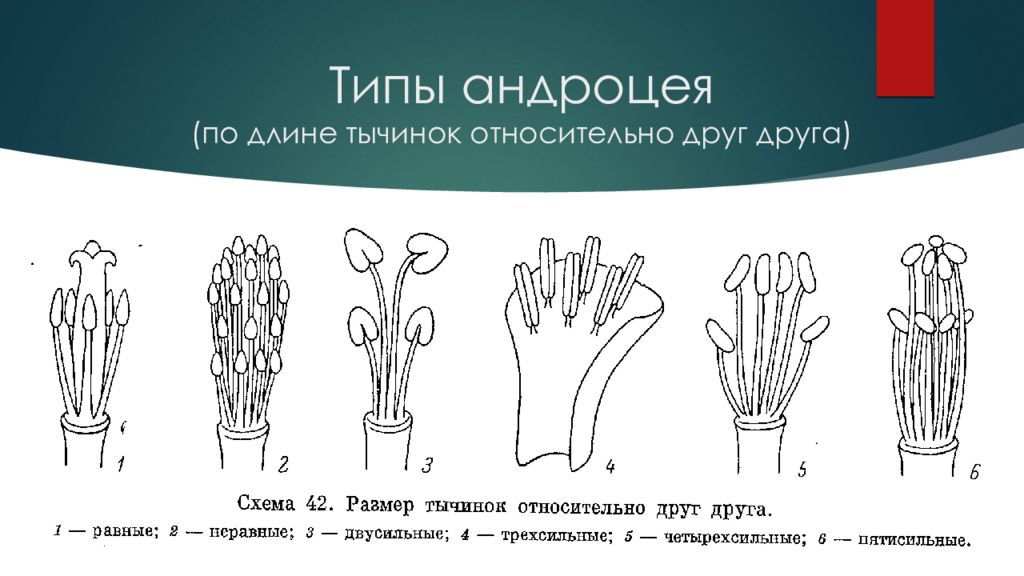 Андроцея это. Андроцей строение пыльника. Типы андроцея цветка. Морфология андроцея. Строение андроцея.