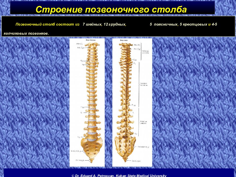 Движение позвоночника. Строение позвоночного столба. Анатомия позвоночника и позвоночного столба строение. Строение сегмента позвоночника. Позвоночный столб животных.