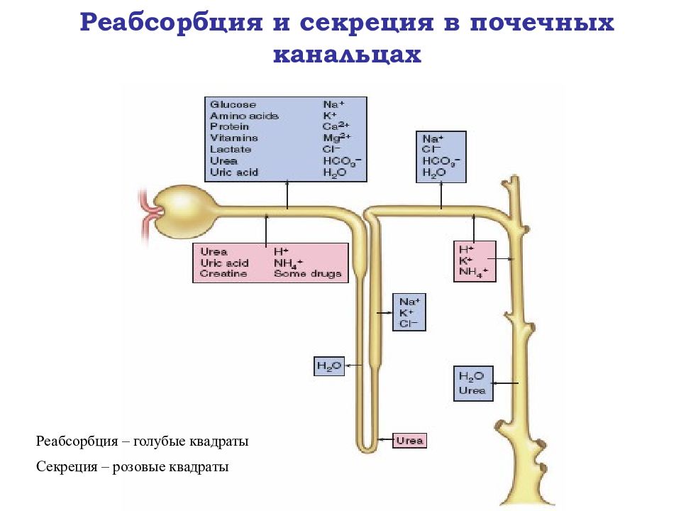 Функции почек реабсорбция. Реабсорбция и секреция. реабсорбция в почках. секреция и экскреция в почечных канальцах. нарушение секреции и экскреции почек.