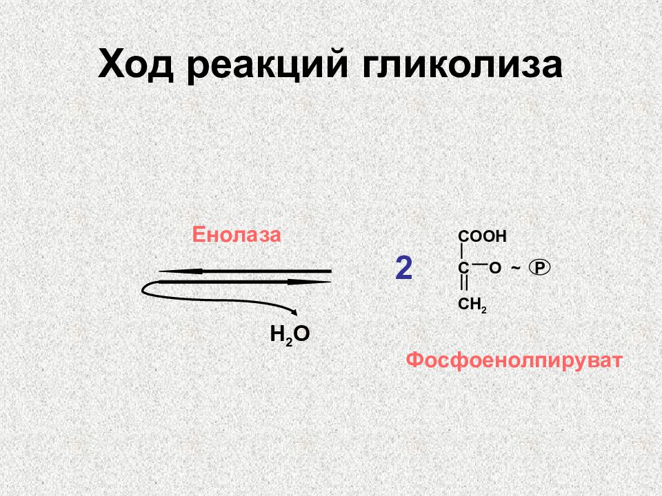 Обмен хода. Ход реакций гликолиза. Фосфоенолпируват. Фосфоенолпируват формула. Формула фосфоэнолпируат.