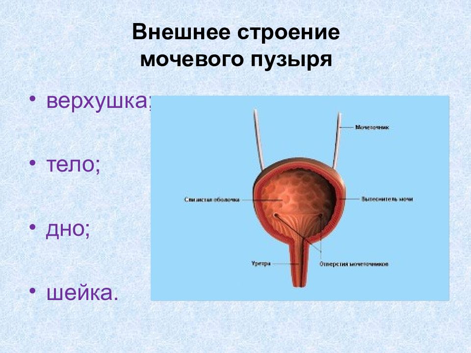 Схема мочевого пузыря у женщин