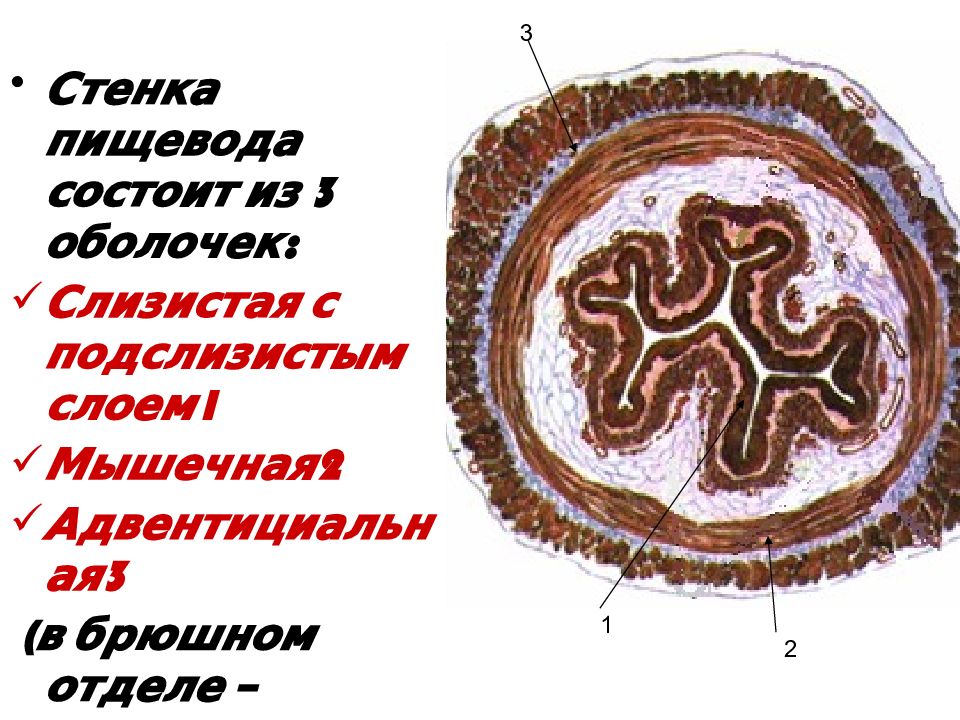 Слизистая оболочка пищевода. Строение стенки пищевода анатомия. Наружная оболочка стенки пищевода. Слои стенки пищевода. Стенка пищевода состоит из.