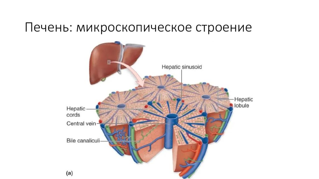 Схема печени. Микроскопическое строение печени. Макро и микроскопическое строение печени. Микроскопическая печень.