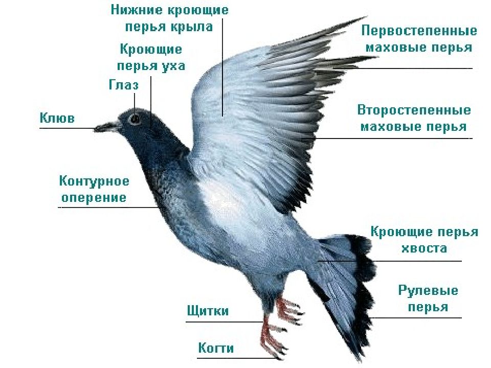 Презентация к уроку птицы 7 класс