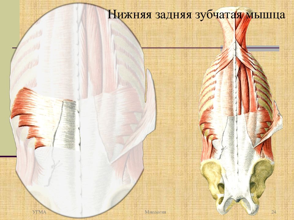 Верхняя задняя зубчатая