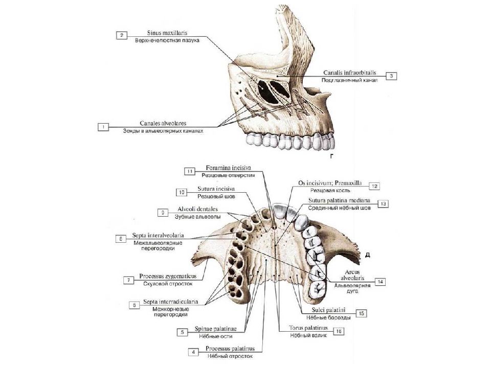 Гребень латынь. Верхняя челюсть кость. Верхняя челюсть кость анатомия. Верхняя челюстная кость анатомия. Строение верхней челюсти снизу.
