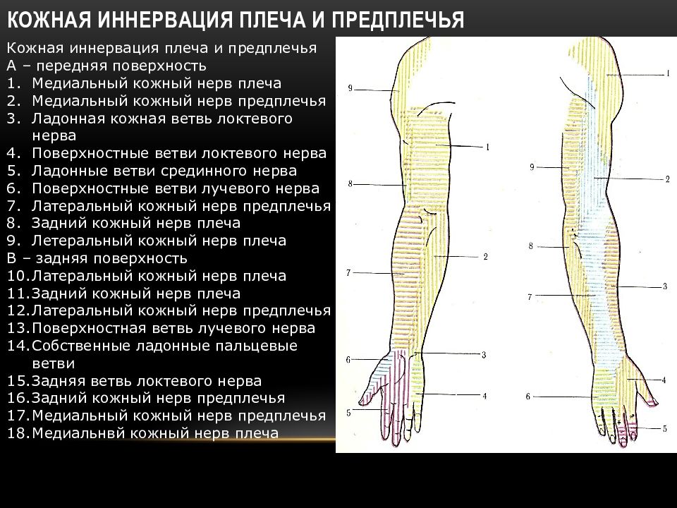 Нервы предплечья