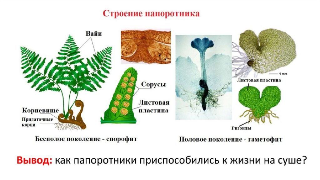 Строение и распространение папоротниковидных изучает наука. Внешнее строение папоротника лабораторная. Строение соруса папоротника. Строение вайи. Строение тела папоротниковидных.