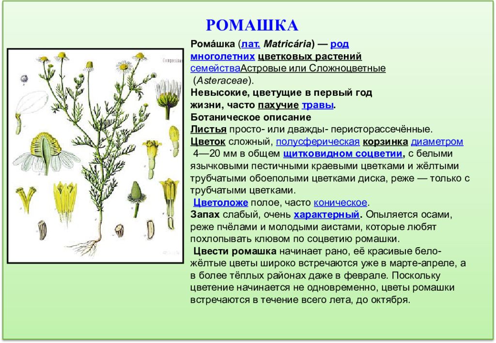 План морфологического описания растения ромашка