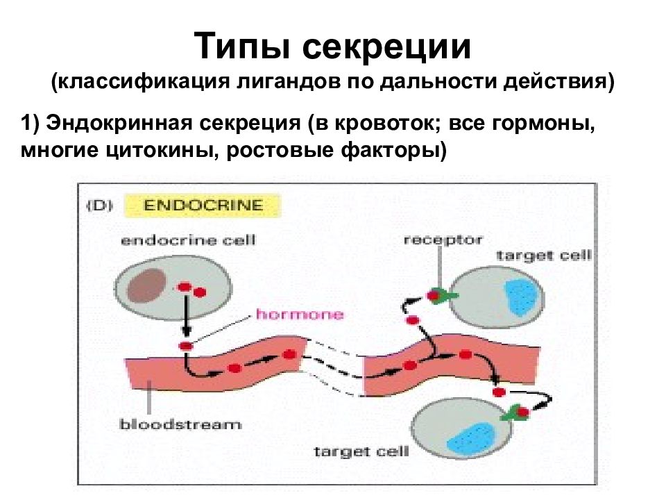 Секрецию гормонов осуществляют. Виды секреции гормонов. Ростовые факторы цитокины. Секреция и виды секреции. 3 Типа секреции.