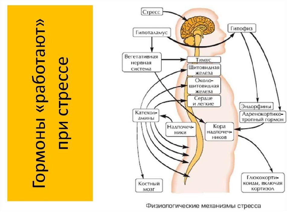 Схемы по физиологии человека