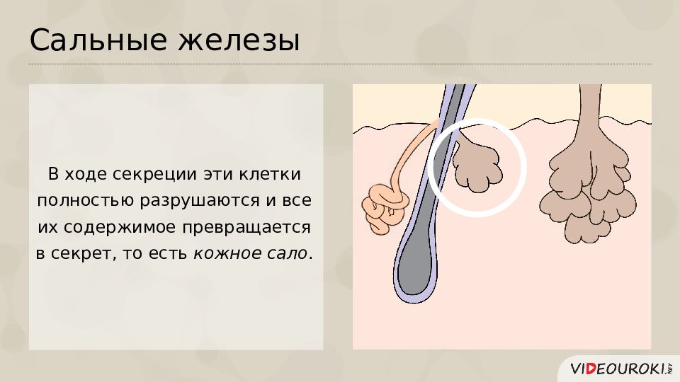 Сальные железы кожи. Секреция сальных желез. Стальная железа Секрецтя. Сальная железа секреция.