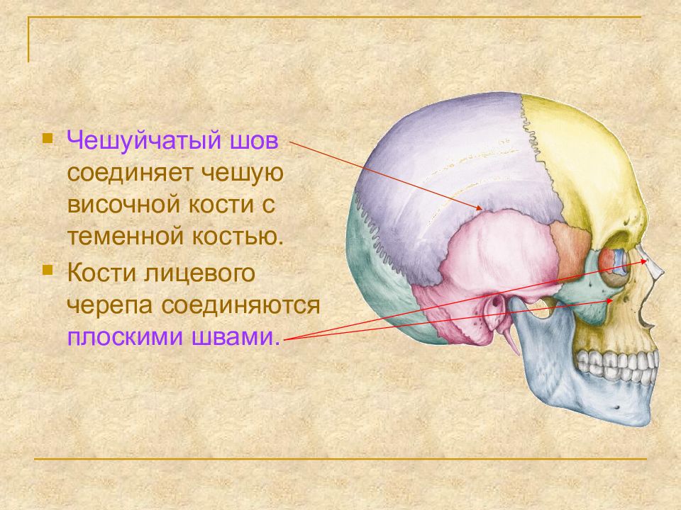 Шов между теменными костями. Чешуйчатый шов черепа анатомия. Швы черепа зубчатый чешуйчатый. Швы черепа Сагиттальный чешуйчатый. Швы черепа зубчатый чешуйчатый плоский.