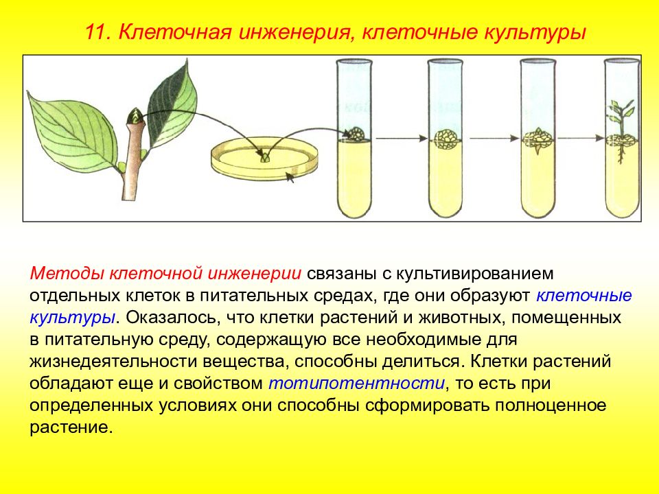 Соматическая клетка пшеницы. Методы клеточной инженерии в селекции растений. Клеточная инженерия гибридизация. Соматическая гибридизация клеточная инженерия. Клеточная инженерия растений Бутенко.