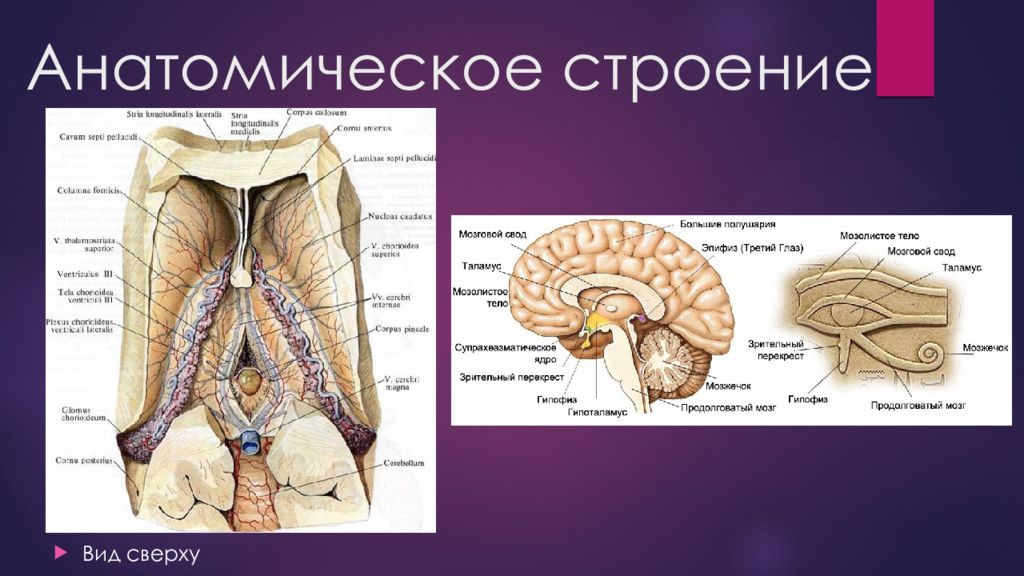 Эпифиз какая система. Эпифиз мозга анатомия. Шишковидная железа строение анатомия. Эпифиз анатомия рисунок. Эпифиз железа анатомия.