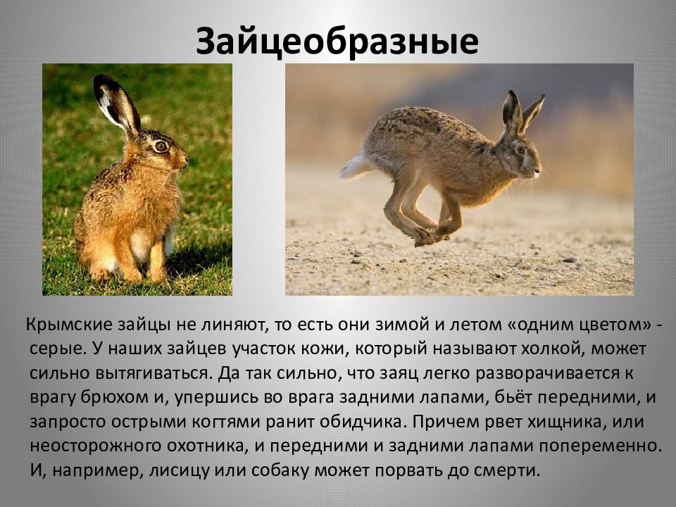 характеристика животных крыма. животные крыма. животный мир крыма. характеристика животных крыма. характеристика животного мира.