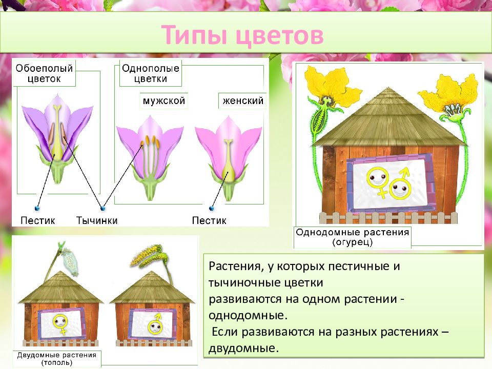 Однодомные и двудомные растения схема