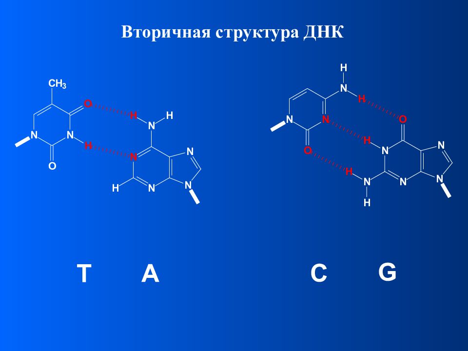 Вторичная днк. Структура азотистых оснований. Структура и функция азотистых оснований. Классификация азотистых оснований. Метилированные азотистые основания.